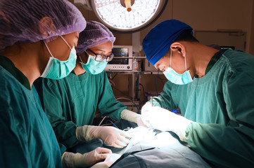 group of veterinarian surgery in operation room