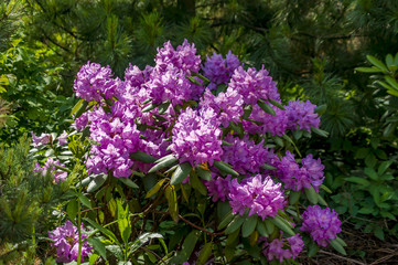 Orange flowers of Rhododendron. Evergreen shrub.