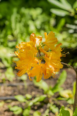 orange flowers of Rhododendron. Evergreen shrub.