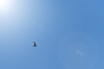 Birds in the blue sky