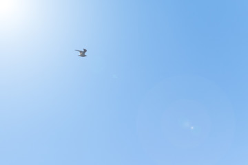Birds in the blue sky