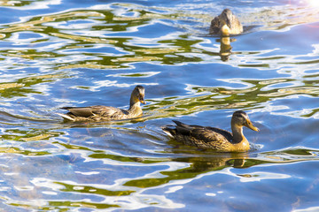 Ducks in the pond