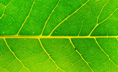 Fresh green leaf texture macro close-up