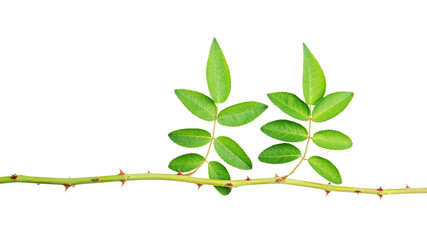 rose leaves on a white background.