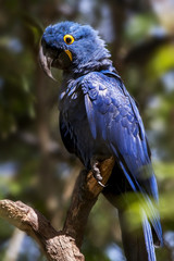 Macaw