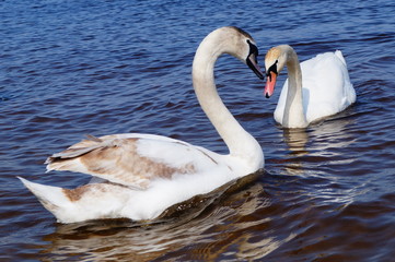 Łabędzie © Paweł Bolimowski