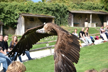 Geier in Falknerei bei Flugvorführung