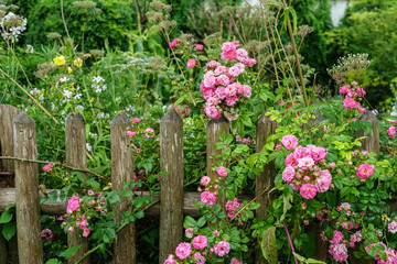 Garten, Bauerngarten, Gartenzaun mit Rosenstrauch