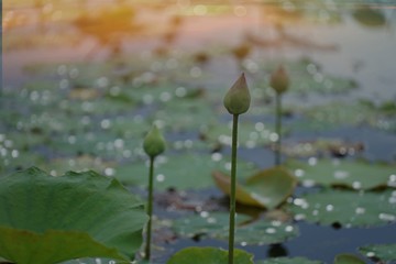 Fototapeta na wymiar Lotus is a Buddhist flower.