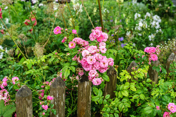 Fototapeta na wymiar Garten, Bauerngarten, Gartenzaun mit Rosenstrauch