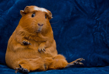 Funny guinea pig in a funny pose (with copy space on the right)