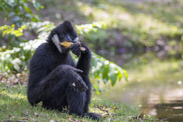 Image of black gibbon (White-Cheeked Gibbon) eating food on nature background. Wild Animals.
