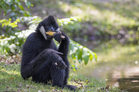 Image of black gibbon (White-Cheeked Gibbon) eating food on nature background. Wild Animals.