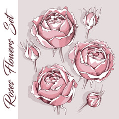Set of a light pink Rose flowers and bud on a gray background. Vector illustration.