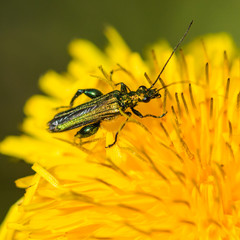 Thick Legged Flower Beetle