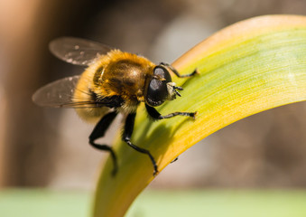 Furry Fly