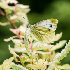 Green-veined White Butterfly