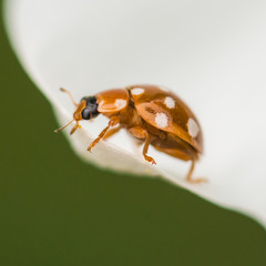 Calvia Quatuordecimguttata