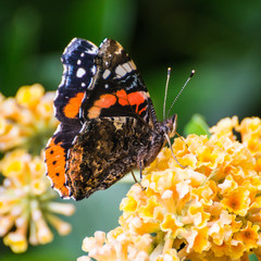 Red Admiral