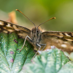 Speckled Wood Butterfly