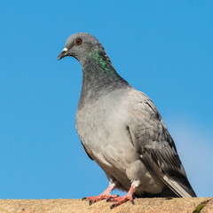 Feral Pigeon