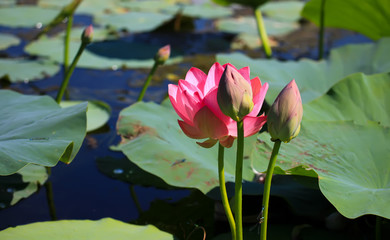 The blooming of pink lotus in Astrakhan region, river, summer. Russia wild nature.