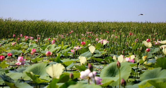 The blooming of pink lotus in Astrakhan region, river, summer. Russia wild nature.