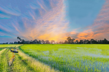 Abstract soft focus semi silhouette the bicycle,green paddy rice field with the beautiful sky and...