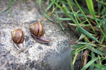 Two shell snails on the stone early in the morning