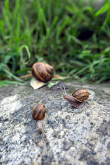 Active snails with shell on early morning rock