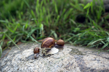 Female snail shell with two small snails, early morning in nature