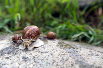 Female snail with shell with two small snails