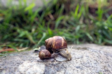 Female snail with small snail shell in nature in the morning