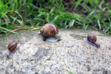 Snails to walk on the stone early in the morning