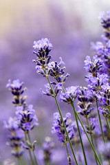 Obraz premium Lavendel