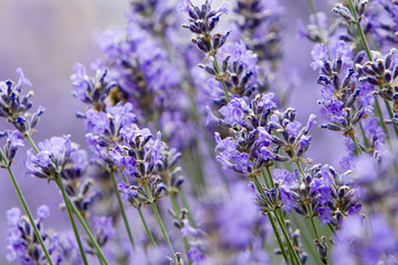 Lavendel