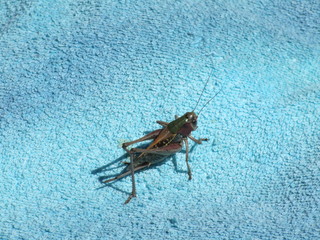 cavalletta