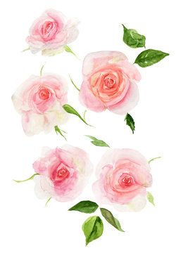 Watercolor roses a La prima. Hand-drawn illustration of a delicate rose. For wedding design, greeting cards, invitations, textile print