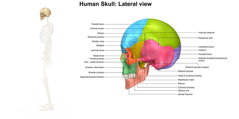 Skeleton_Skull_Lateral