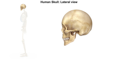 Skeleton_Skull_Lateral