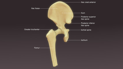 .Hip bone