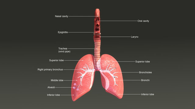 Lungs anatomy