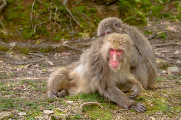 Japanese macaques grooming each other at Iwatayama Monkey Park of Arashiyama town in Kyoto prefecture, Japan. Macaca fuscata monkeys cleaning and removing bugs each other.