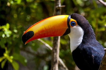 Toucan