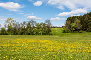 Löwenzahnwiese im Allgäu