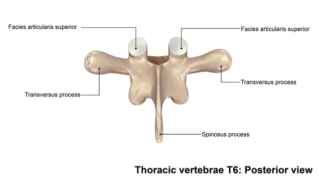 Thoracic vertebrae T6_Posterior view