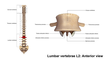 Lumbar vertebrae L2_Anterior view