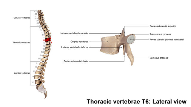 Thoracic vertebrae T6_Lateral view