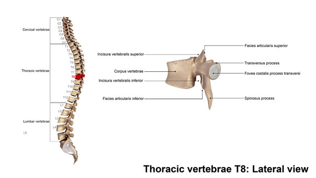 Thoracic vertebrae T8_Lateral view