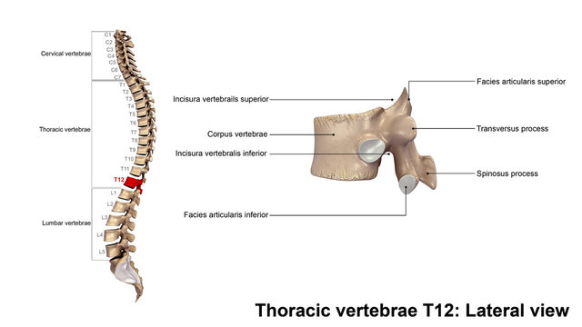 Thoracic vertebrae T12_Lateral view